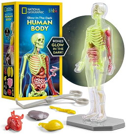 ボードゲーム 英語 アメリカ 海外ゲーム NATIONAL GEOGRAPHIC Human Body Model for Kids That Glows in The Dark - 32-Piece Interactive Anatomy Model with Bones, Organs, Muscles, Stand, Forceps & ID Chart, Anatomy and ボードゲーム 英語 アメリカ 海外ゲーム
