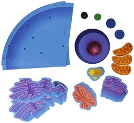 知育玩具 パズル ブロック ラーニングリソース Learning Resources Giant Magnetic Animal Cell, Classroom Supplies, 4 Piece Animal Cell, Ages 9+知育玩具 パズル ブロック ラーニングリソース