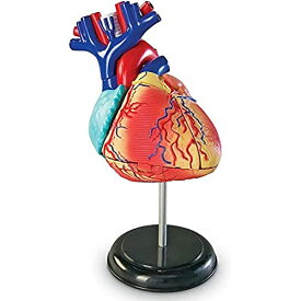 知育玩具 パズル ブロック ラーニングリソース Learning Resources Human Heart Model, Working Heart Model, Anatomy for Kids, Human Body Heart Model, Educational Model, Ages 8+知育玩具 パズル ブロック ラーニングリソース
