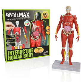 【即納】知育玩具 ビーアメージングトイズ 人体模型 インタラクティブヒューマンボディ 2331 全長35cm 骨 筋肉 臓器 関節可動 8歳以上