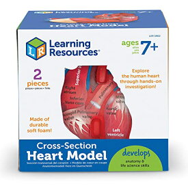 知育玩具 パズル ブロック ラーニングリソース LER1902 Learning Resources Cross-Section Human Heart Model, Large Foam Classroom Demonstration Model, 2Piece, Grades 2+, Ages 7+ Multi-color, 5 x 5 x 5 in知育玩具 パズル ブロック ラーニングリソース LER1902