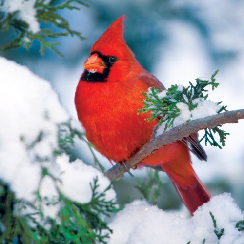 ジグソーパズル 海外製 アメリカ Buffalo Games Audubon Birds, Winter Cardinal 500pc Jigsaw Puzzleジグソーパズル 海外製 アメリカ