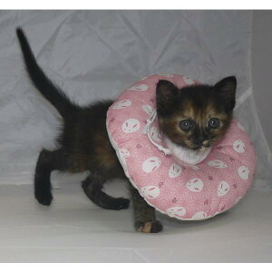 y GUxXJ[ XXS p Orߖh~ ڂ̎ h[ic^Cv փ^Cv L ˂ lR