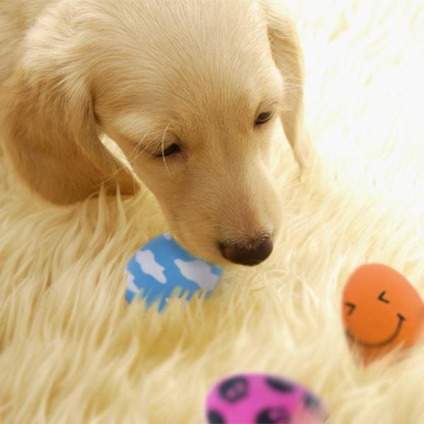 楽天市場】（まとめ）スマイルエッグ ブルー【×5セット】 (犬用玩具