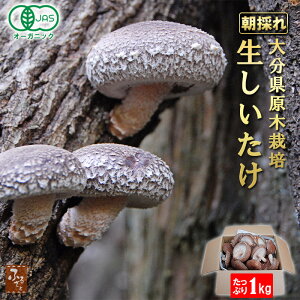 y12/22Jnz L@JAS 啪Y ~ 1kg ؍͔| ő ̂ꂽ  { Pns _ƒ