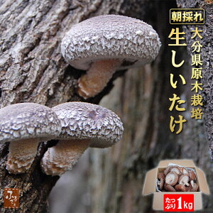 y12/22Jnz 啪Y ~ 1kg ؍͔| ő ̂ꂽ  { Pns _ƒ