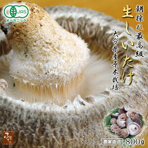 y12/22Jnz yL@JASzō  ؍͔| ̂ ő 800g Yn 啪Y y ~ z Y  ͔| ő  VC^P   ̂ LmR