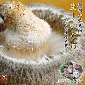 y12/22Jnz ō  ؍͔| ̂ ő 800g Yn 啪Y y ~ z Y  ͔| ő  VC^P   ̂ LmR