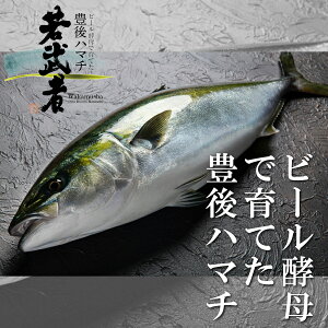 魚 ぶり 養殖の人気商品 通販 価格比較 価格 Com 魚 ぶり 養殖の人気商品 通販 価格比較 価格 Com