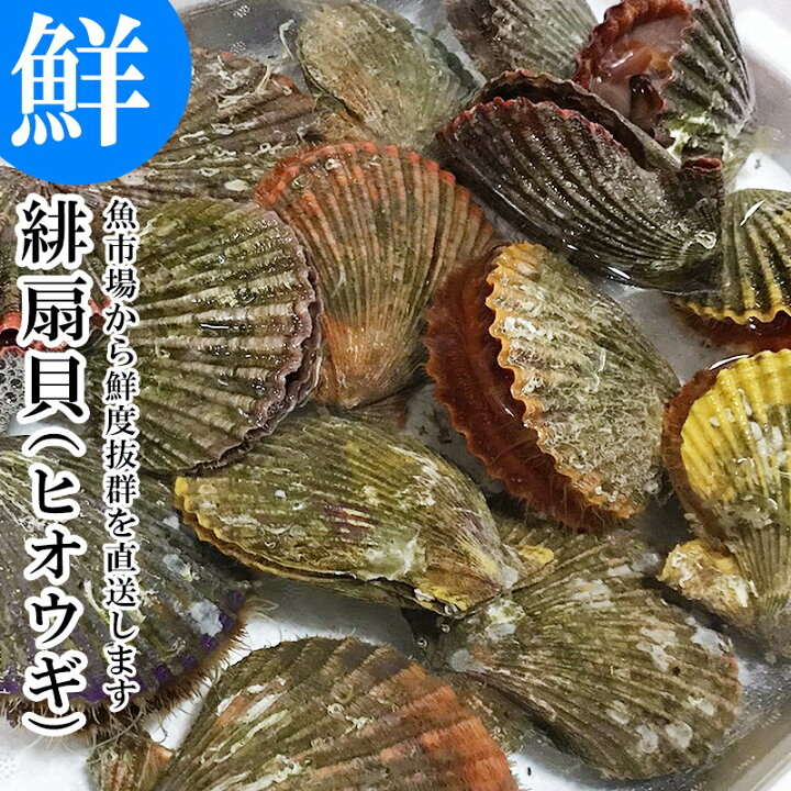 楽天市場 お歳暮 活きヒオウギ貝 枚 大分県産 市場直送 ひおうぎ貝 緋扇貝 冷蔵 大分県の特産品専門店ふるさと 楽天市場 お歳暮 活きヒオウギ貝 枚 大分県産 市場直送 ひおうぎ貝 緋扇貝 冷蔵 大分県の特産品専門店ふるさと