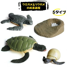 ウミガメ&リクガメの成長サイクル模型 リアル動物模型 おもちゃ 子供学習玩具 うみがめの成長過程ミニチュア模型 知育玩具 りくがめのライフサイクル 置物 教材 動物 幼稚園 小学校 科学教育 アオウミガメ オサガメ 理科教材 生物教材 科学教材