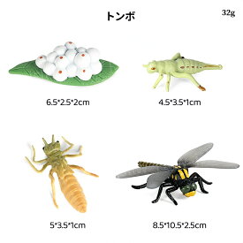 トンボの成長サイクル模型 トンボの成長過程ミニチュア模型 トンボの一生 知育玩具 とんぼのライフサイクル 蜻蛉 リアル動物模型 おもちゃ 子供学習玩具 置物 教材 動物 幼稚園 小学校 科学教育 理科教材 生物教材 科学教材 生物観察