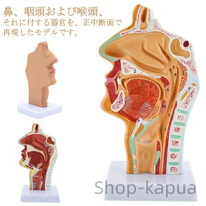 【送料無料】喉頭部 人体モデル 解剖模型 喉頭部模型 口 鼻モデル 鼻模型 実験室 喉頭部模型 口模型 鼻 咽頭 標本 正中断面模型 学習