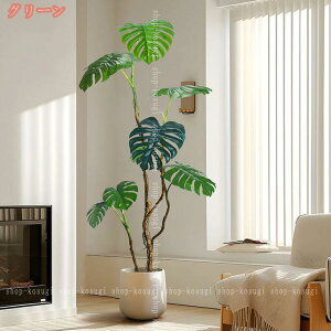 観葉植物 モンステラ 大型」の人気商品一覧・価格比較 - 価格.com