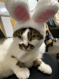 猫の変装アクセサリー キャットウェア ペットウェア 猫用品 面白い 動物 帽子 猫 犬 ウサギ ほっかむり 映え 写真 被り物 かぶりもの かわいい 可愛い ペットグッズ ペット用品 アニマル アクセサリー 犬用 猫用