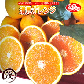 みかん 訳あり 清見 オレンジ タンゴール 2.5kg 送料無料 和歌山産 柑橘 果物 フルーツ 蜜柑 みかん タンゴール 訳あり きよみ ※サイズ混合です (約10玉〜17玉)