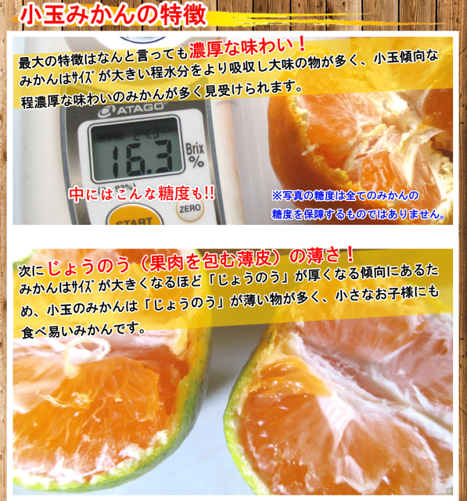 こだまみかんです こだまみかんです 楽天市場】みかん 小玉 早生の通販