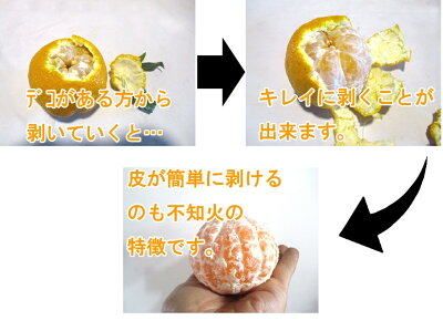 《ご予約》和歌山紀南の樹上熟成葉付きデコ(不知火)5kg(約18玉〜26玉)10kg(約36玉〜52玉)【送料無料】《訳あり》デコポンと同一品種ノーワックスご家庭用濃厚産直高糖度