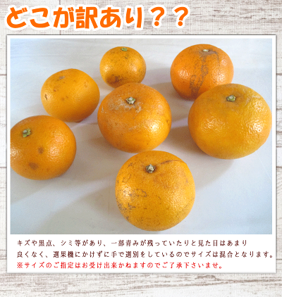 ☆★早割りキャンペーン中♪只今ポイント"10倍"★☆和歌山県紀南の木成り八朔10kg(約33玉〜48玉)【送料無料】《訳あり》甘い柑橘果物フルーツ糖度産地直送ノーワックス防腐剤不使用みかんはっさくハッサク