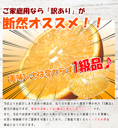 ☆★早割りキャンペーン中♪只今ポイント"10倍"★☆和歌山県紀南の木成り八朔10kg(約33玉〜48玉)【送料無料】《訳あり》甘い柑橘果物フルーツ糖度産地直送ノーワックス防腐剤不使用みかんはっさくハッサク