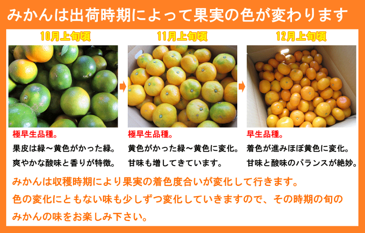 楽天市場】☆速攻出荷☆ ｸｰﾎﾟﾝ利用で100円OFF! 当店人気の 小玉