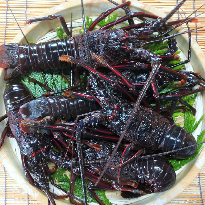 楽天市場 送料無料 房州産 大伊勢海老 約2kg 300g以上ｘ3 6尾 伊勢海老 天然 伊勢エビ イセエビ 数量 グラム指定不可 産地直送 千葉 南房総 房州えび 北海道 九州 沖縄および一部離島へのお届け不可 長寿祝い ギフト お歳暮 お年賀 東安房漁協 南房総