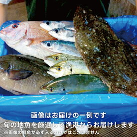 【送料無料】 旬の地魚詰合せ(大人数または高級魚） 漁港直送 房州産地魚 旬の地魚 氷締め 下処理無し 冷蔵便 高級魚 厳選地魚 国産 房州産 新鮮 魚 東安房漁業 魚 組合 ギフト お歳暮 お年賀【東安房漁協】