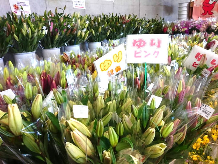 楽天市場 送料無料 南房総 切りたて お花 セット 富楽里 とみやま フラワーギフト 南房総花 花の宅配 富楽里とみやま 南房総 アンテナショップ