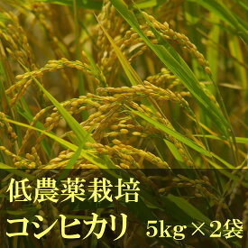 【送料無料】 千葉県産 コシヒカリ 令和5年度 低農薬栽培 5kg×2袋 白米 精米 安心安全 国産【蛍まい研究会】
