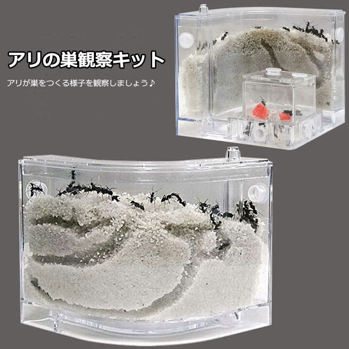 楽天市場】アリの巣 あり観察キット アリの巣観察キット アリ 巣 観察 