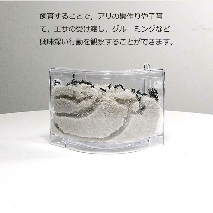楽天市場】アリの巣 あり観察キット アリの巣観察キット アリ 巣 観察 