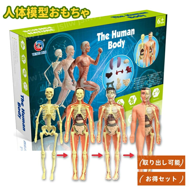 楽天市場】人体模型おもちゃ 取り外し お得セット 教具 人体解剖学 