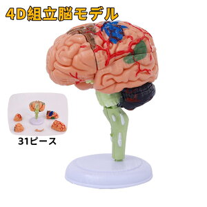 �]�͌^ 4D�]�͌^ 31�p�[�c ��w ��U ���� �l�̖͌^ �]���f�� �]�݂� ��] �d�g�� �_�o�w ��w�� �@���͌^