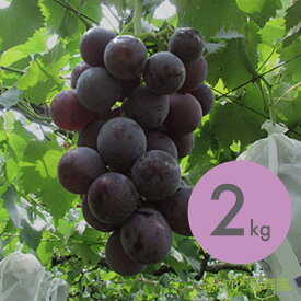 選べる1kg/2kg/3kg 訳あり巨峰 ご家庭用訳アリ品 クール便配送 愛媛県内子町産ぶどう 竹内巨峰園から朝採り産地直送 ブドウ 葡萄 果物 フルーツ 加工用 農家直送 ※8月上旬から8月下旬頃出荷予定
