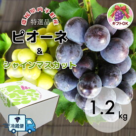 【先行予約】ピオーネとシャインマスカット 贈答用 クール便配送 愛媛県内子町産ぶどう 竹内巨峰園から朝採り産地直送 ブドウ 葡萄 果物 フルーツ 贈り物 ギフト 夏ギフト 農家直送 ※8月中旬から9月上旬頃出荷予定