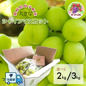 【先行予約】選べる2kg/3kg シャインマスカット 家庭用 クール便配送 愛媛県内子町産ぶどう 竹内巨峰園から朝採り産地直送 ブドウ 葡萄 果物 フルーツ ご家庭用 贈り物 ギフト 農家直送 ※8月中旬から9月上旬頃出荷予定