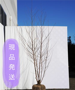 エゴノキ 株立 盆栽 植木の人気商品 通販 価格比較 価格 Com