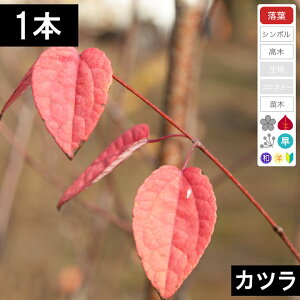 y1{zJcc؁@50cm`80cmx