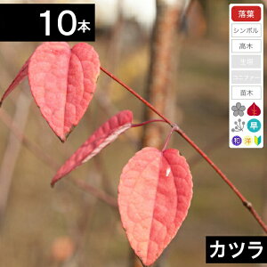 y10{z@Jcc؁@50cm`80cmx