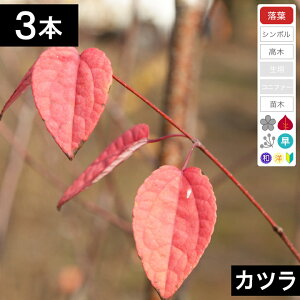 y3{zJcc؁@50cm`80cmx