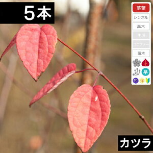 y5{zJcc؁@50cm`80cmx