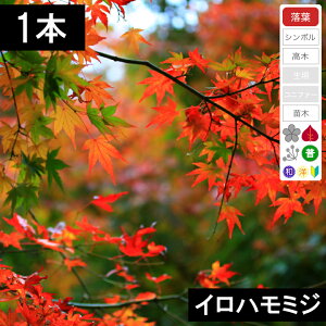 y1{zCn~W@c؁@0.8`1.0mx
