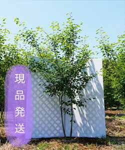 植木 盆栽 ジューンベリー ラマルキーの人気商品 通販 価格比較 価格 Com