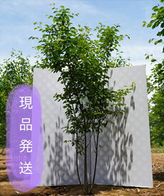 楽天市場 ジューンベリー 品種 味の通販