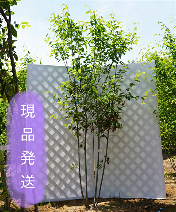 楽天市場 6ヵ月枯れ保証付 現品発送 ジューンベリー ラマルキー 株立 2 8 2 9m程度 根鉢含まず グリーンロケット