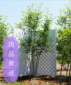 楽天市場 ジューンベリー 品種 味の通販 楽天市場 ジューンベリー 品種 味の通販