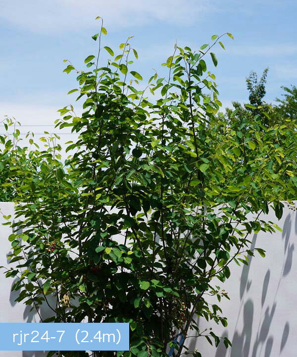 ジューンベリー ７本株立ち 約２ｍ 豪華株 現品発送 特大植木苗木 ラマルキー ブルーベリーの様な果実 送料無料 生まれのブランドで
