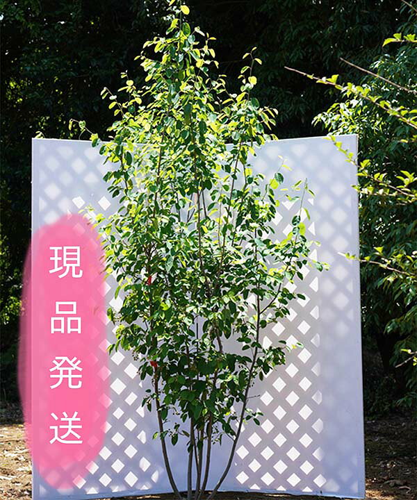 楽天市場 6ヵ月枯れ保証付 現品発送 ジューンベリー ラマルキー 株立 1 8 2 0m程度 根鉢含まず シンボルツリー グリーンロケット