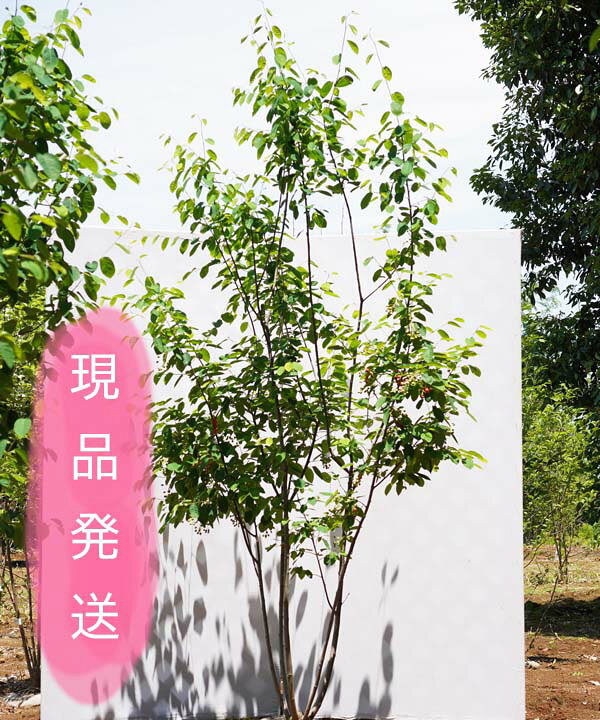 楽天市場 6ヵ月枯れ保証付 現品発送 ジューンベリー ラマルキー 株立 1 8 2 0m程度 根鉢含まず シンボルツリー グリーンロケット