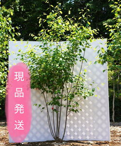 ジューンベリー 盆栽 植木の人気商品 通販 価格比較 価格 Com